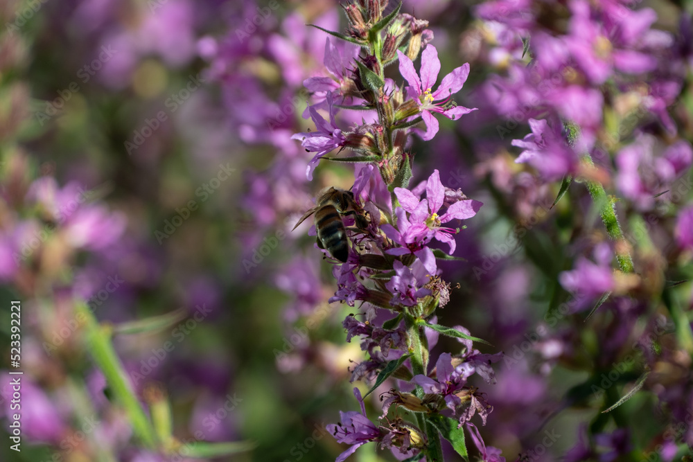 Purple flower of lythrum salicaria are in full bloom in garden Purple flower of lythrum salicaria are in full bloom in garden