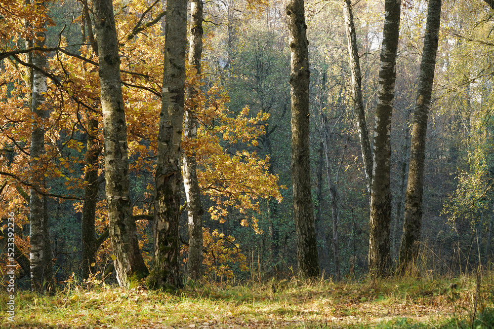 Beautiful autumn forest. Birches in autumn. Glade Beautiful autumn forest. Birches in autumn. Glade