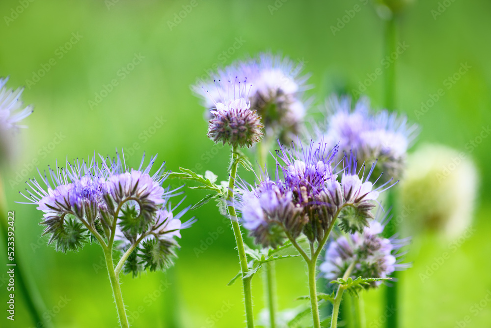 Spring and summer background: phacelia flowers close-up on a green background. Phacelia tanacetifolia (lacy). Spring and summer background: phacelia flowers close-up on a green background. Phacelia tanacetifolia (lacy).