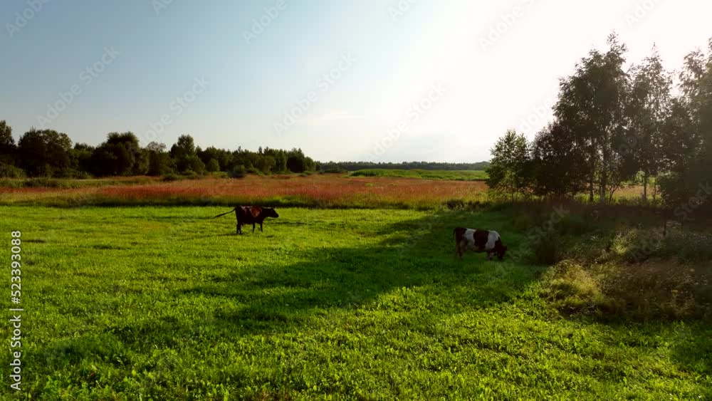 Cow on green grass in field at farm, drone view. Cows graze on field. Cow grazes eating grass to make fresh milk. Floating farms in field. Cows and livestock. Animal husbandry at farm field. Cow on green grass in field at farm, drone view. Cows graze on field. Cow grazes eating grass to make fresh milk. Floating farms in field. Cows and livestock. Animal husbandry at farm field.