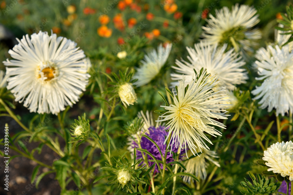 White needle-like asters in the summer garden in the setting sun. Beautiful white aster flowers. White needle-like asters in the summer garden in the setting sun. Beautiful white aster flowers.