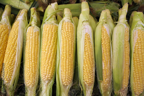 fresh sweet organic corn in the market