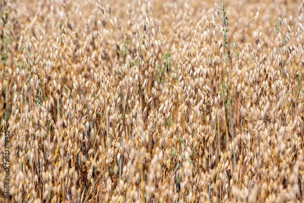 Agriculture fields on a sunny summer day. Wheat crisis in Europe concept image, fresh crop on a sunny day. Agriculture fields on a sunny summer day. Wheat crisis in Europe concept image, fresh crop on a sunny day.