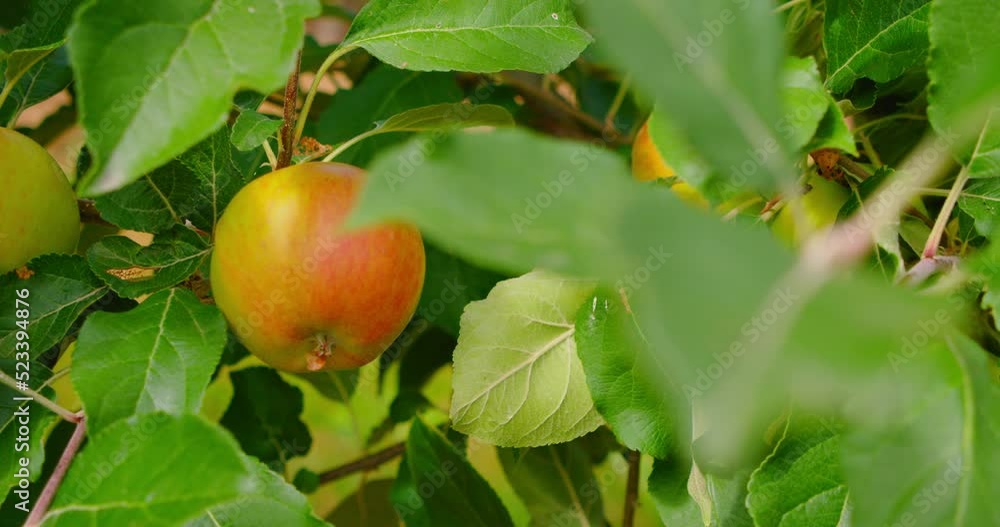 Ripe rosy apples on a branch among the vivid green foliage. Autumn harvest. Gardening. Close up. Nobody. Natural products. Without pesticides. Ruddy fresh juicy sour eco vegan food on apple tree. Ripe rosy apples on a branch among the vivid green foliage. Autumn harvest. Gardening. Close up. Nobody. Natural products. Without pesticides. Ruddy fresh juicy sour eco vegan food on apple tree.