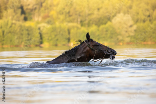 Pferd schwimmt im See © Nadine Haase