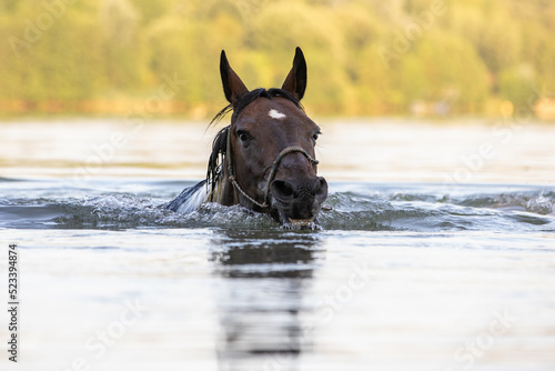 Pferd schwimmt im See © Nadine Haase