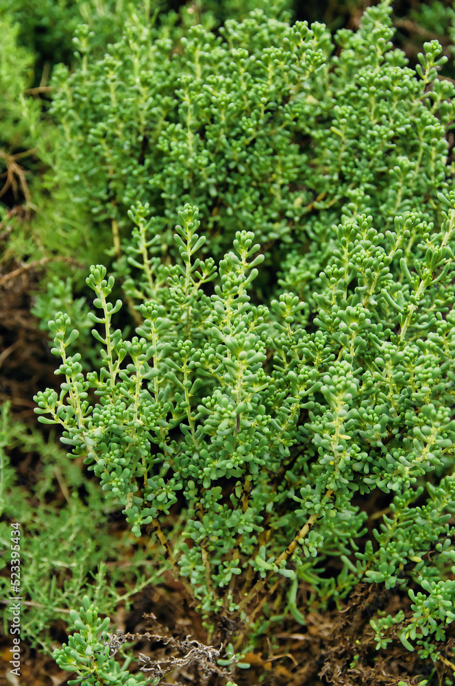 Foliage of shortleaf bluebush (Maireana brevifolia), a bushy shrub in Australia
Foliage of shortleaf bluebush (Maireana brevifolia), a bushy shrub in Australia