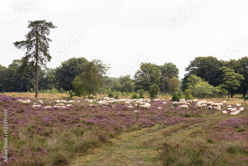 Herd of sheep graze on the blooming heath near Leersum. photo