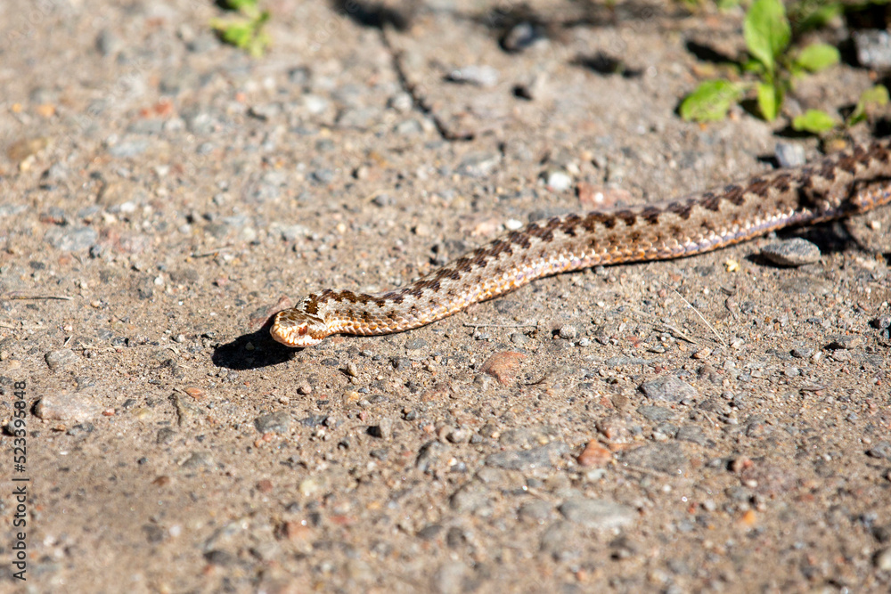 Common European viper closing on the road, poisonous snake trying to attack. Common European viper closing on the road, poisonous snake trying to attack.