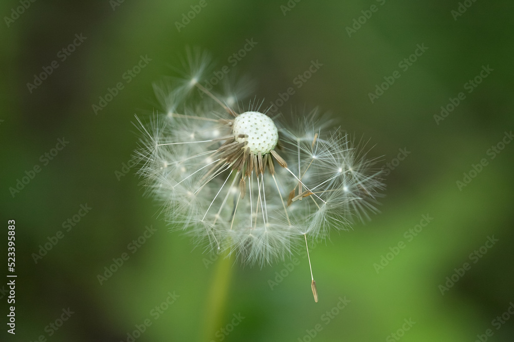 White fluffy dandelion on a soft creamy green background. Summer time concept. White fluffy dandelion on a soft creamy green background. Summer time concept.