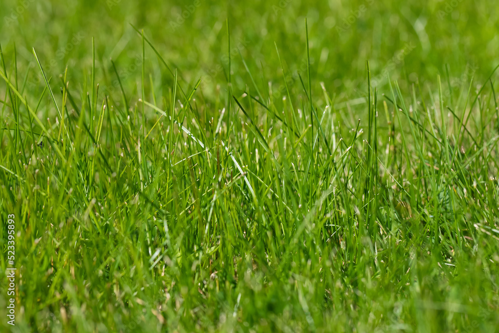 Close-up of freshly cut grass. Close-up of freshly cut grass.