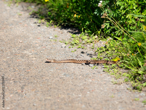 Common European viper closing on the road, poisonous snake trying to attack.