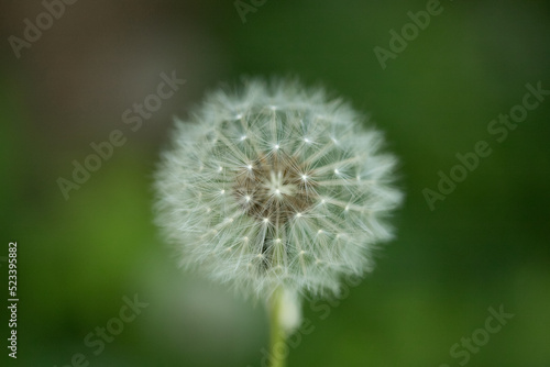 Dandelion close-up on a green background.
