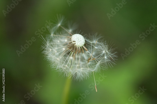 White fluffy dandelion on a soft creamy green background. Summer time concept.