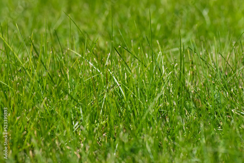 Close-up of freshly cut grass.