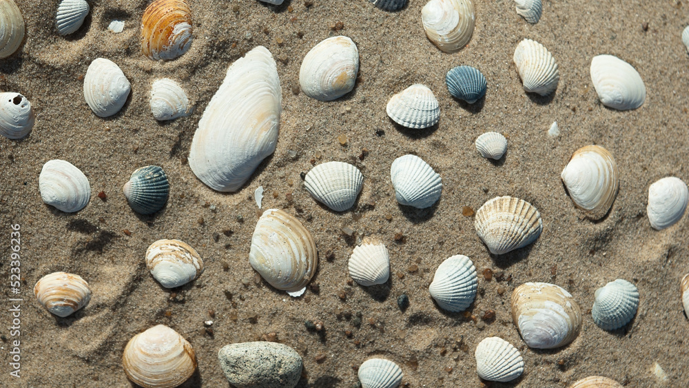 seashells on the sand close-up, top view seashells on the sand close-up, top view