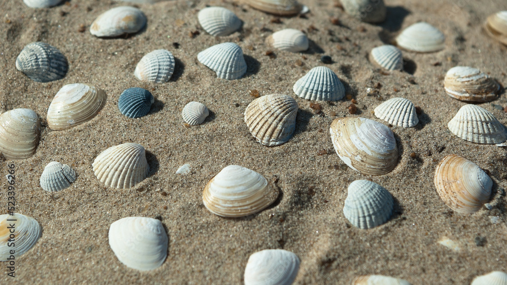seashells on the sand close-up, top view