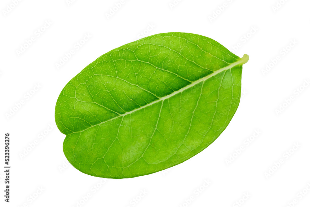 Obraz premium Green leaf on transparent