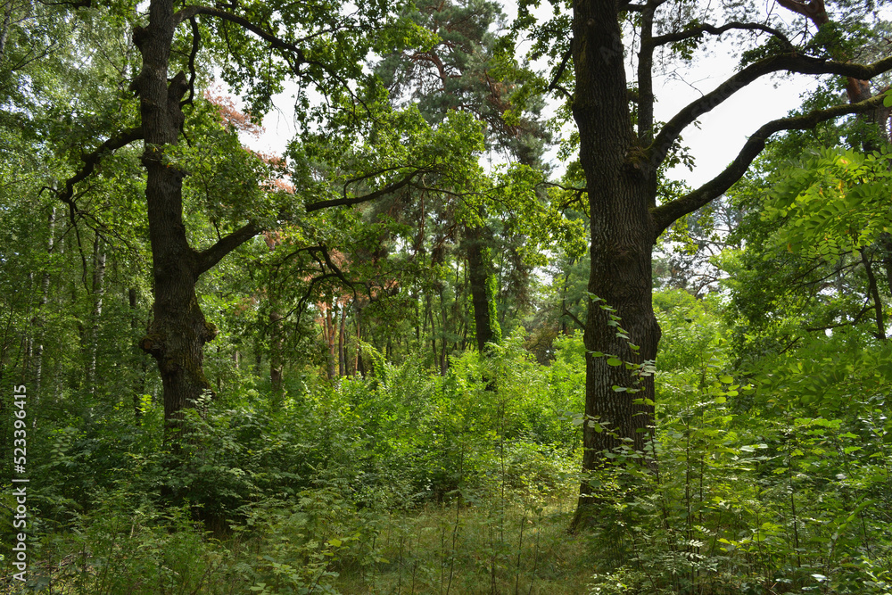Fototapeta premium Oak trees in the forest