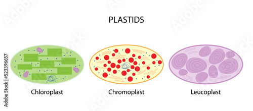 Plastids (chloroplast, chromoplast, leucoplast) photo