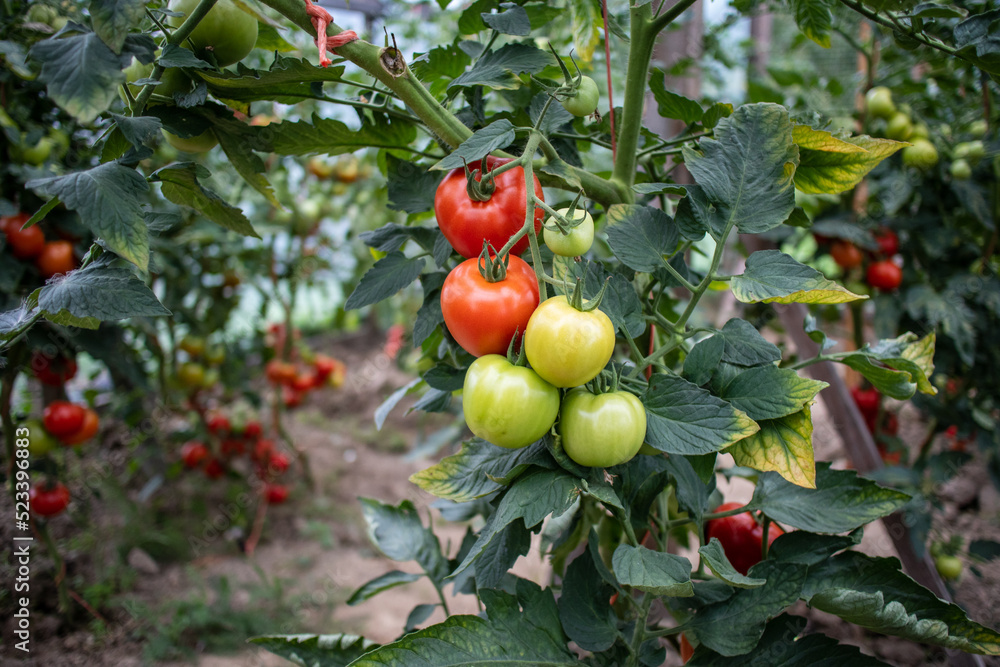 Obraz na płótnie pomidor Solanum lycopersicum. hodowla. rolnictwo, kuchnia w salonie
