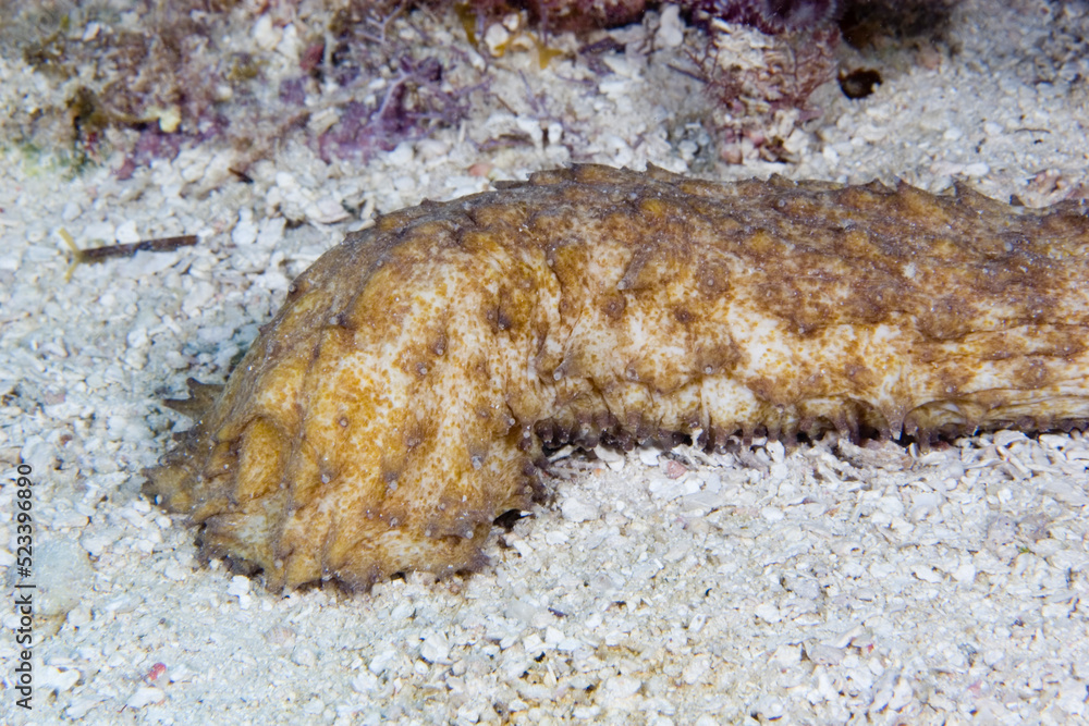 Tiger Tail Sea Cucumber, Holothuria thomasi, in the Florida Keys National Marine Sanctuary, Florida Tiger Tail Sea Cucumber, Holothuria thomasi, in the Florida Keys National Marine Sanctuary, Florida