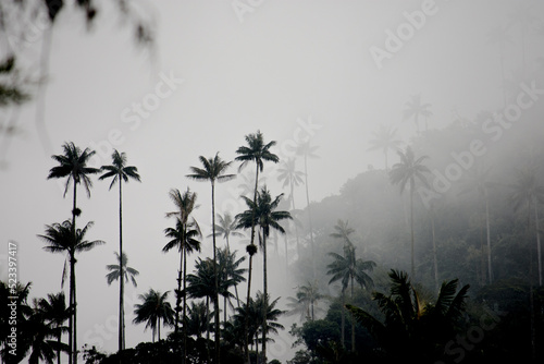 Contraluz palmas Valle del Cócora, Quindío, Colombia photo