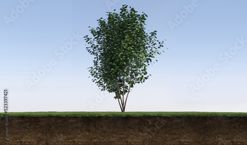 tree on the grass and a slice of soil under it  3d render