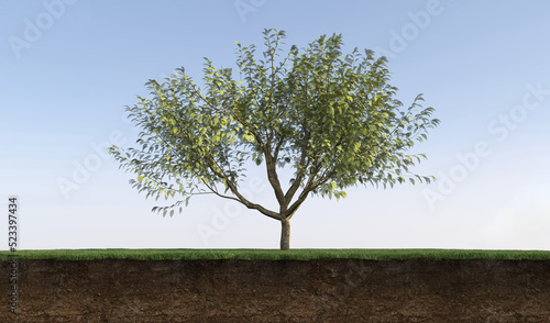tree on the grass and a slice of soil under it, 3d render