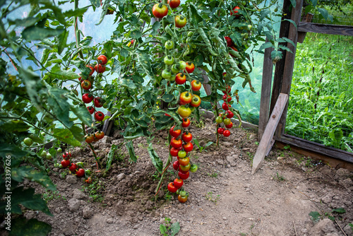 pomidor Solanum lycopersicum. hodowla. rolnictwo, kuchnia