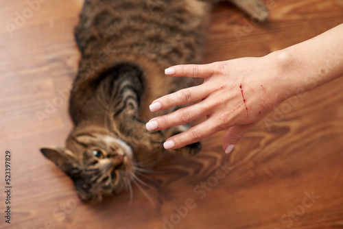 Female hand with bloody scratches from an angry cat