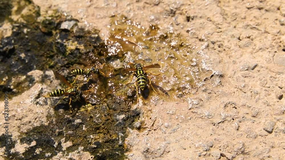 Vidéo Stock Wasps drink water from a puddle. Wasps fly over the water