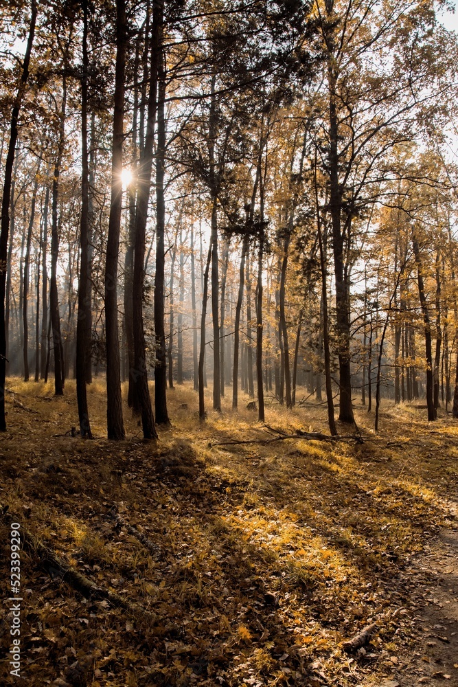 Fototapeta premium sun in the autumn forest