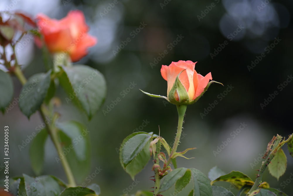 flowers rose buds, rose flower, yellow rose, orange rose, background, garden, rose background, roses close-up on a green background flowers rose buds, rose flower, yellow rose, orange rose, background, garden, rose background, roses close-up on a green background