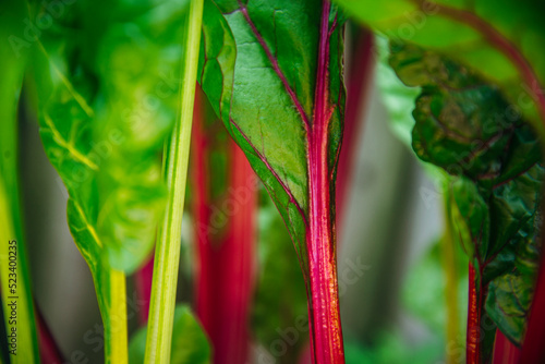 Multicoloured Swiss Chard