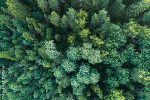 Summer warm sun light forest aerial view