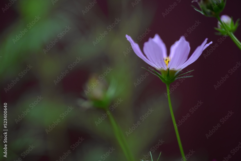 beautician, perennial, daisy-like flower, purple daisies close-up on a purple background, purple daisies, abstract photo out of focus, burgundy daisies with a yellow center beautician, perennial, daisy-like flower, purple daisies close-up on a purple background, purple daisies, abstract photo out of focus, burgundy daisies with a yellow center