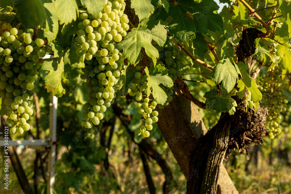 Grapes growing in a vineyard on a sunny day.Summer season.
