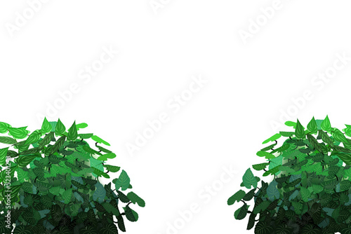 Ornamental green plant in the form of a hedge.Realistic garden shrub, seasonal bush, boxwood, tree crown bush foliage.For decorate of a park, a garden or a green fence.
