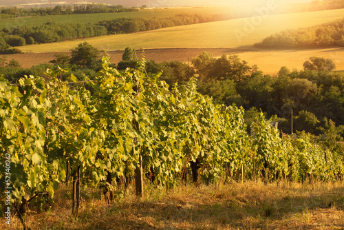 Grapes growing in a vineyard on a sunny day.Summer season.