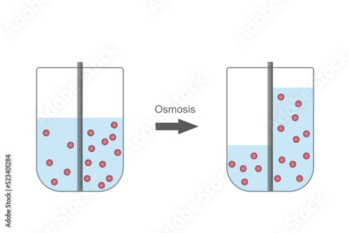 Osmosis is the spontaneous net movement or diffusion of solvent molecules through a selectively-permeable membrane from a region of high water potential to a region of low water potential.