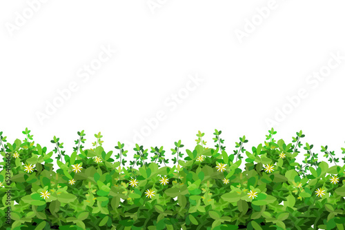 Ornamental green plant in the form of a hedge.Realistic garden shrub, seasonal bush, boxwood, tree crown bush foliage.For decorate of a park, a garden or a green fence.
