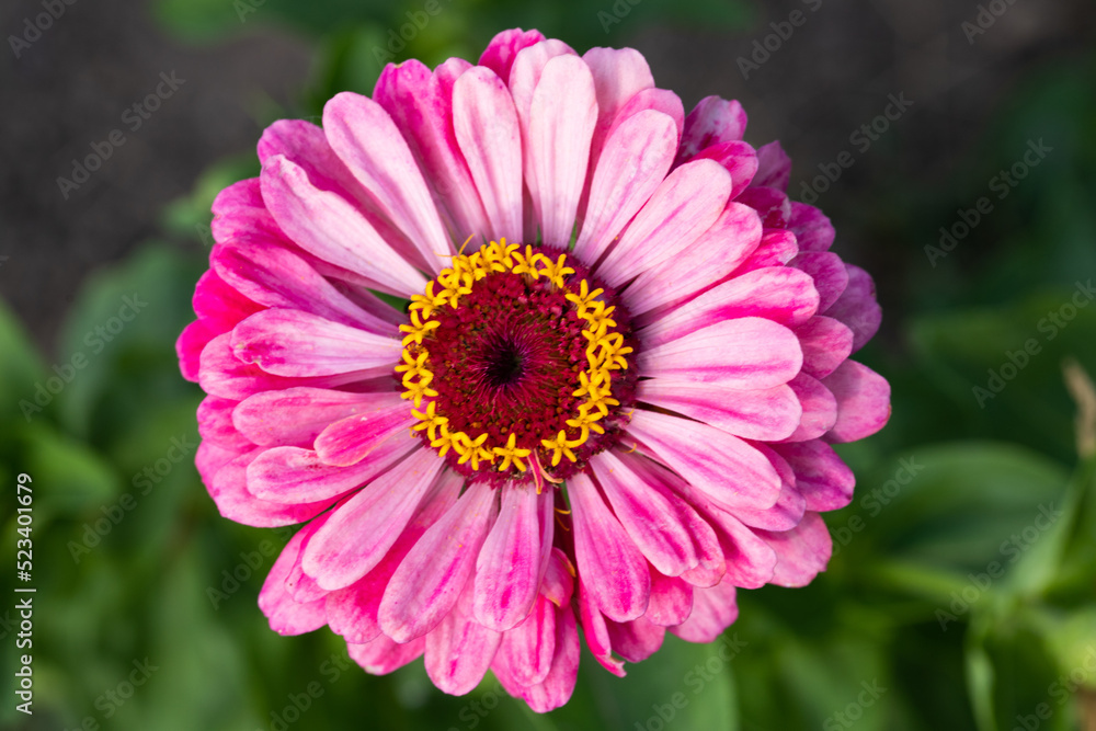 Obraz premium top view of pink flower