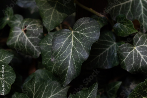 dark green leaves background of hedera helis