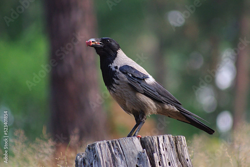 Tela A hooded crow with a bone in its beak