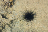 Poisonous black sea urchin underwater. Place for an inscription