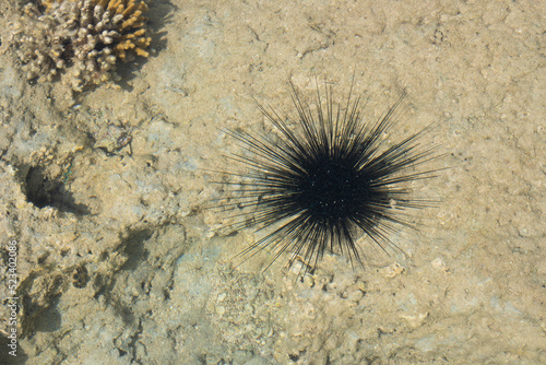 Poisonous black sea urchin underwater. Place for an inscription © Анжелика Мельничук