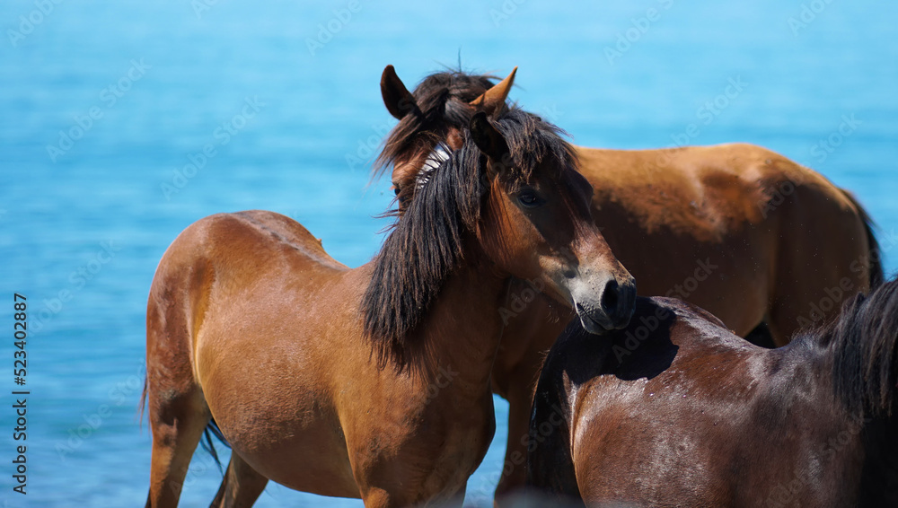 Close-up of brown horses on the sea on a sunny day Close-up of brown horses on the sea on a sunny day