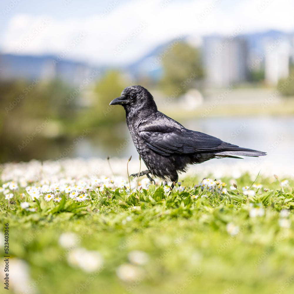 Crow, Vancouver in background