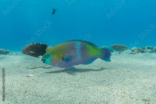 Fish swimming in the Red Sea, colorful fish, Eilat Israel 